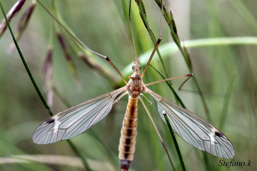 Tipula sp.